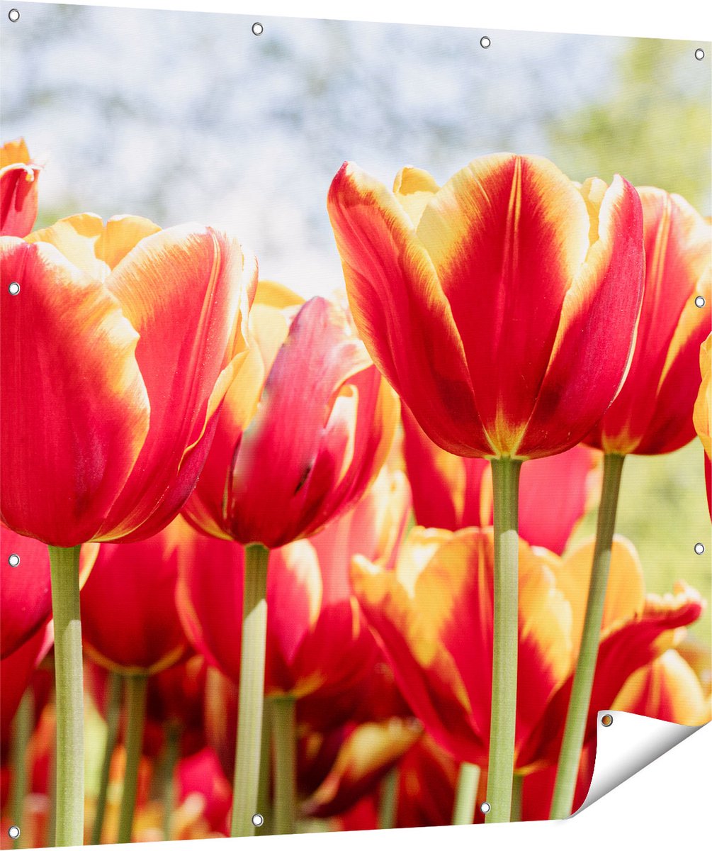 Gards Tuinposter Oranje Rode Tulpen - 120x120 cm - Tuindoek - Tuindecoratie - Wanddecoratie buiten - Tuinschilderij Multikleur