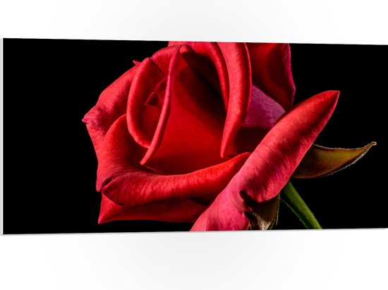 PVC Schuimplaat - Rode Roos op Zwarte Achtergrond - 100x50 cm Foto op PVC Schuimplaat (Met Ophangsysteem)
