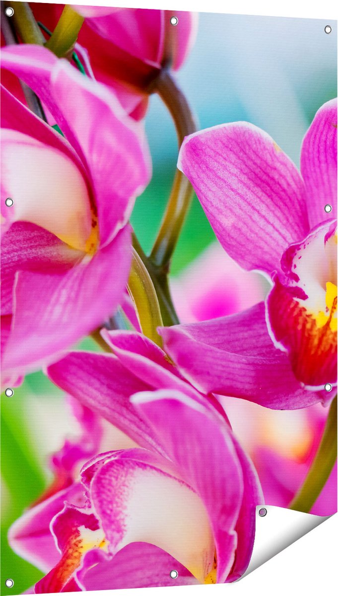 Gards Tuinposter Licht Paarse Orchidee Bloemen - 80x120 cm - Tuindoek - Tuindecoratie - Wanddecoratie buiten - Tuinschilderij Multikleur