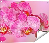 Gards Tuinposter Roze Orchidee Bloemen - 80x60 cm - Tuindoek - Tuindecoratie - Wanddecoratie buiten - Tuinschilderij