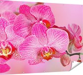 Gards Tuinposter Roze Orchidee Bloemen - 160x120 cm - Tuindoek - Tuindecoratie - Wanddecoratie buiten - Tuinschilderij