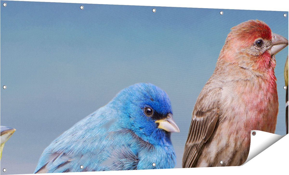 Gards Tuinposter Kleurrijke Zangvogels op een Tak - Kleur - 160x80 cm - Tuindoek - Tuindecoratie - Wanddecoratie buiten - Tuinschilderij Multikleur