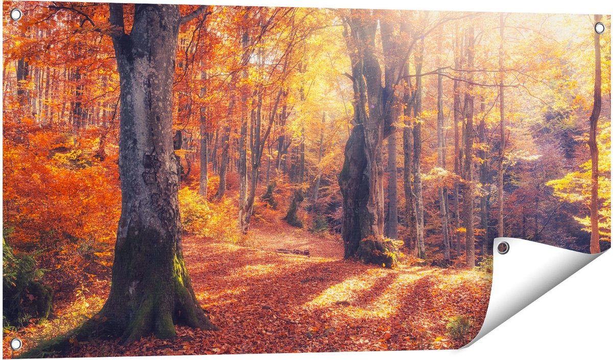 Gards Tuinposter Oranje Herfstbos met Zonneschijn - 100x50 cm - Tuindoek - Tuindecoratie - Wanddecoratie buiten - Tuinschilderij Multikleur