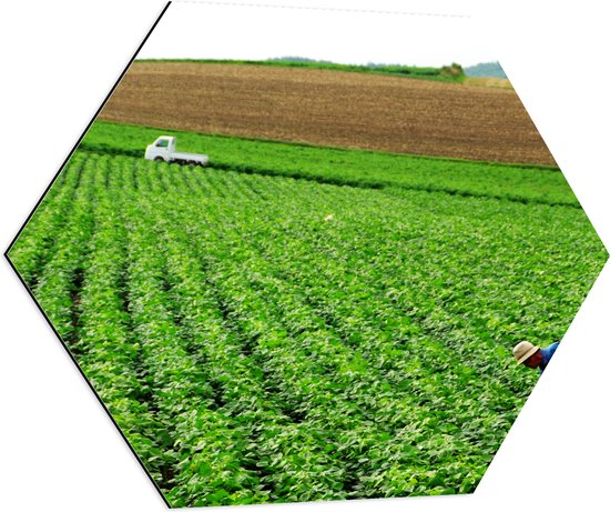 Dibond Hexagon - Boer werkend op het Land vol Gewassen - 70x60.9 cm Foto op Hexagon (Met Ophangsysteem)