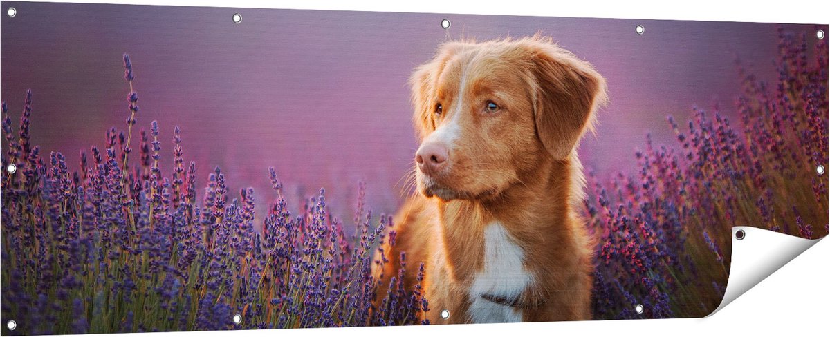 Gards Tuinposter Retriever Hond tussen de Lavendel Bloemen - 180x60 cm - Tuindoek - Tuindecoratie - Wanddecoratie buiten - Tuinschilderij Multikleur