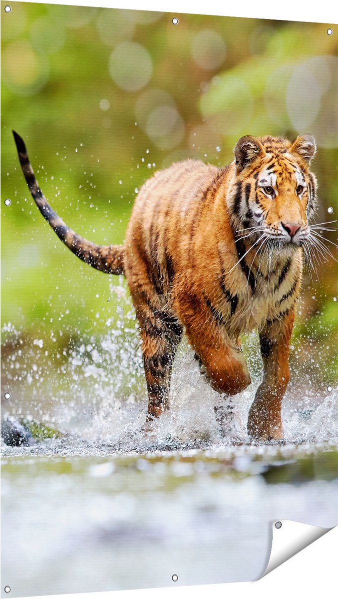 Gards Tuinposter Tijger Loopt in het Water - 100x150 cm - Tuindoek - Tuindecoratie - Wanddecoratie buiten - Tuinschilderij Multikleur