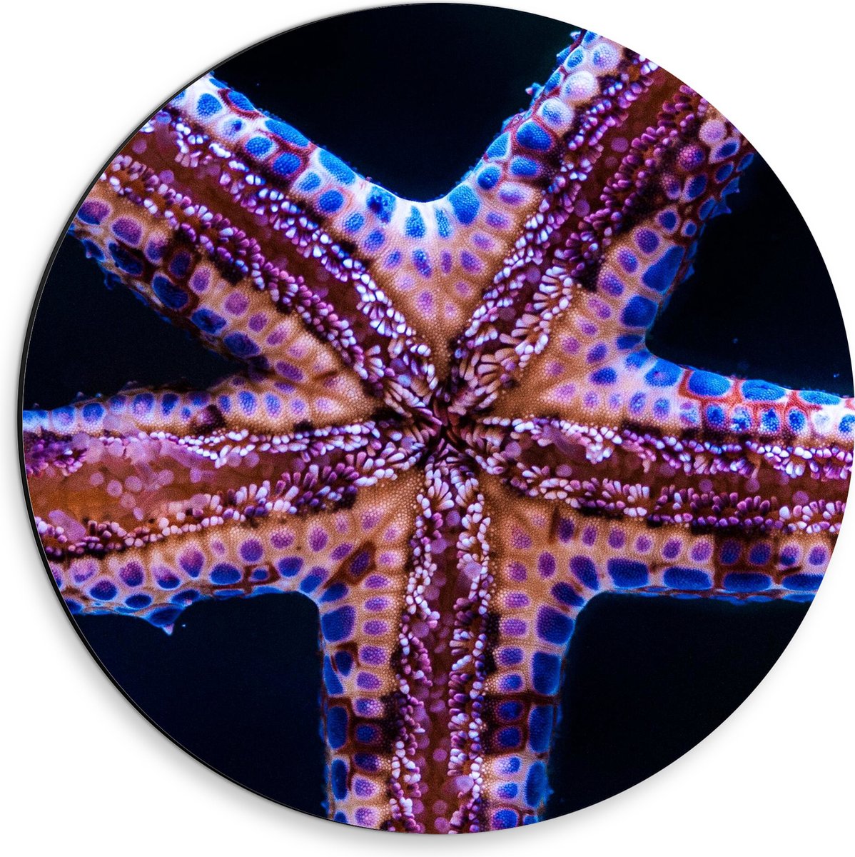 Dibond Muurcirkel - Close-up van Zeester tegen Raam van Aquarium - 30x30 cm Foto op Aluminium Muurcirkel (met ophangsysteem)