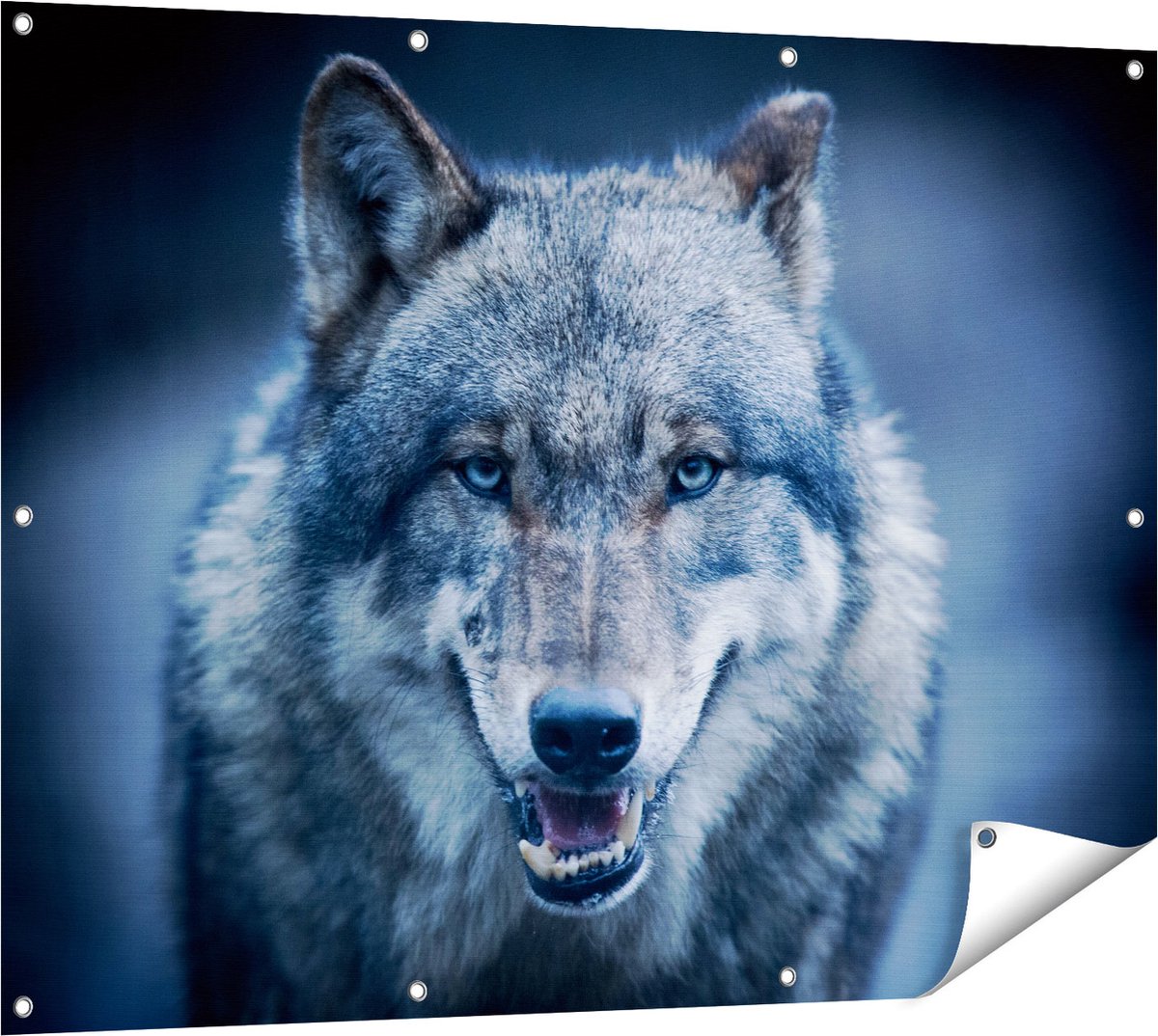 Gards Tuinposter Wolvenkop met Blauwe Ogen - Wolf - 120x90 cm - Tuindoek - Tuindecoratie - Wanddecoratie buiten - Tuinschilderij Multikleur