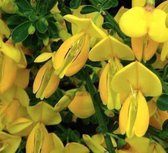 Cytisus 'Golden Sunlight' - Brem 40 - 60 cm in pot
