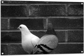Tuinposter – Witte en Grijze Duif tegen Muur (Zwart- wit) - 105x70 cm Foto op Tuinposter (wanddecoratie voor buiten en binnen)