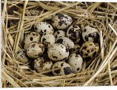 PVC Schuimplaat - Vogeleieren in Nest van Stro - 80x60 cm Foto op PVC Schuimplaat (Met Ophangsysteem)