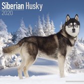 Siberian Husky Kalender 2020