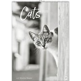 Wegler, M: Cats Edition - Kalender 2020