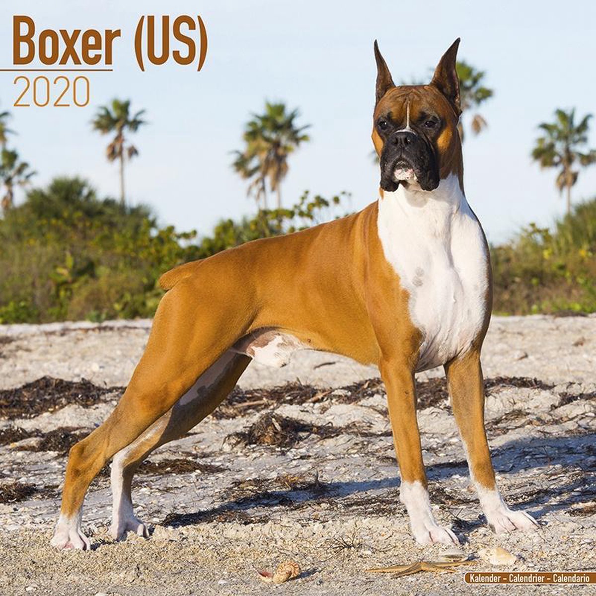 Boxer Kalender 2020 (us)