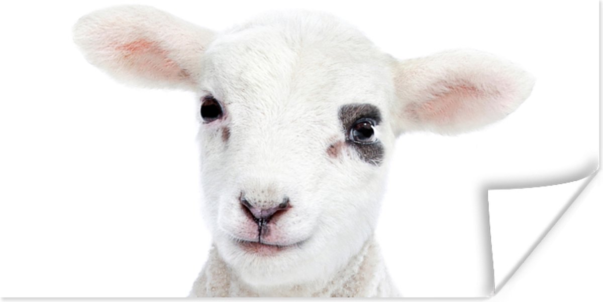 Poster Lam - Wit - Dieren - Natuur - 40x20 cm