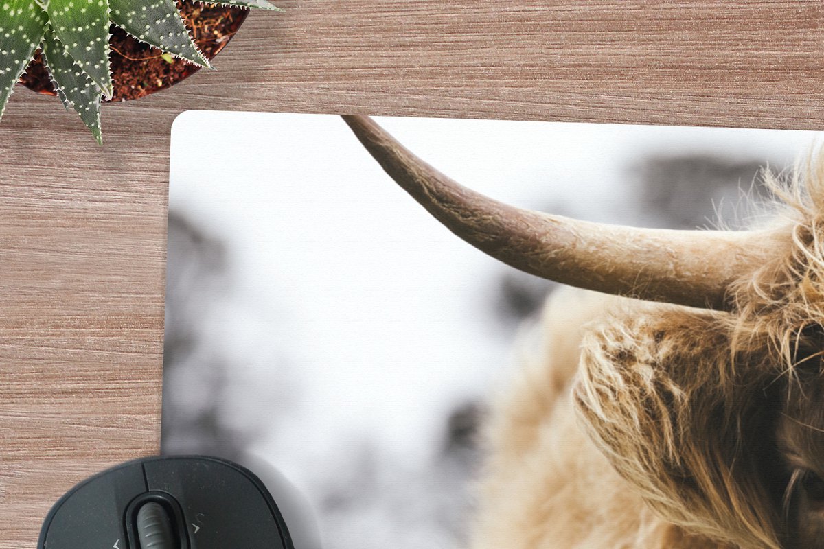 Closeup Portrait D'une Jolie Vache écossaise Des Highlands Dans Un Champ De Fleurs Jaunes