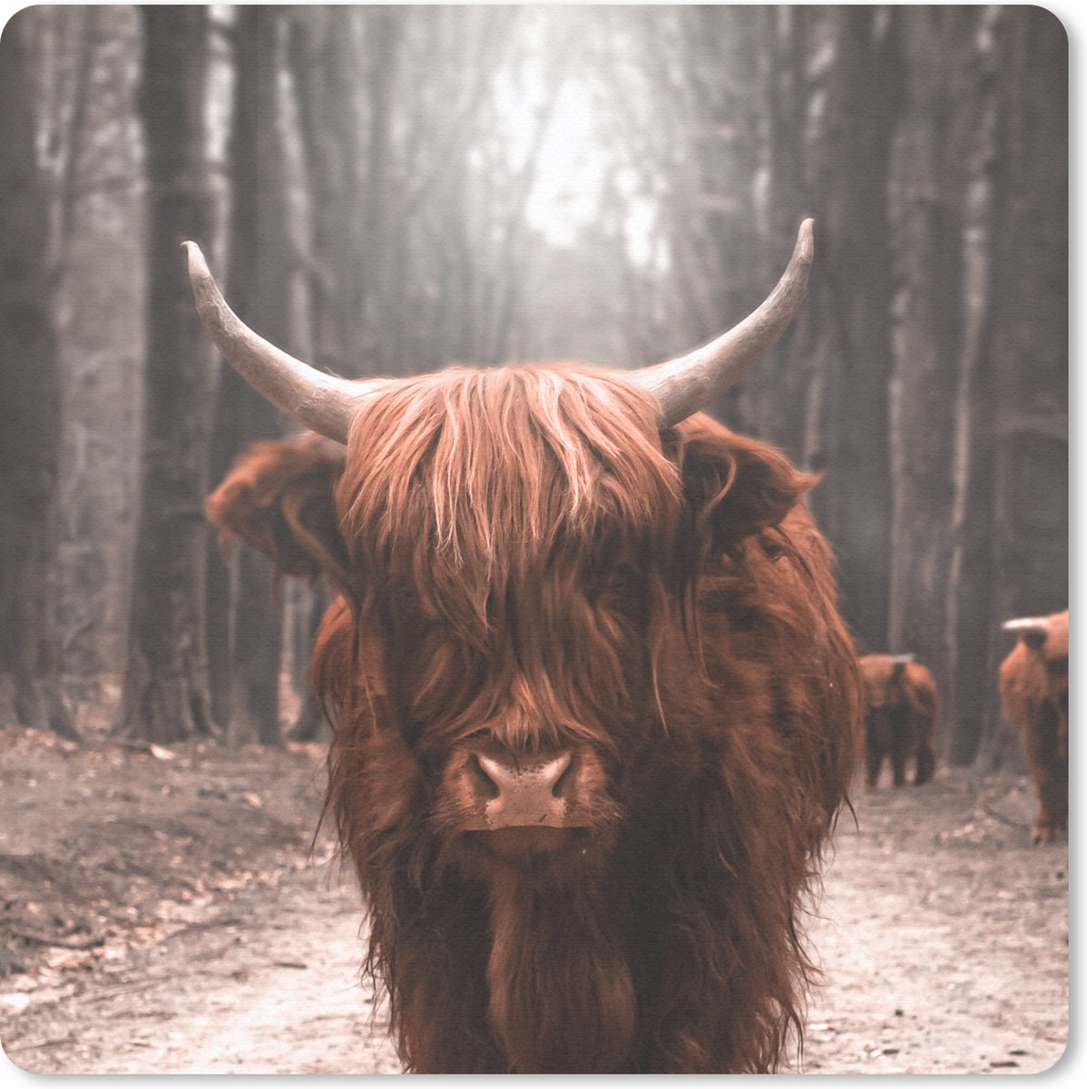 Muismat 30x30 cm - Mousepad Schotse hooglander - Bos - Koe - Dieren - Natuur - Muismatten