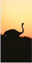 Poster (Mat) - Silhouet van Struisvogel bij Bossen tijdens Zonsondergang - 50x100 cm Foto op Posterpapier met een Matte look