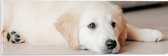 Acrylglas - Liggende Golden Retriever Puppy op de Vloer - 60x20 cm Foto op Acrylglas (Met Ophangsysteem)