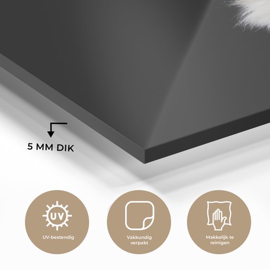 MuchoWow® Peinture sur verre 120x180 cm - Peinture sur verre acrylique - Épagneul Springer sur fond noir - Photo sur verre - Peintures