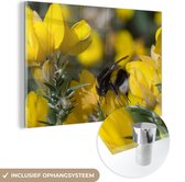 MuchoWow® Glasschilderij 120x80 cm - Schilderij acrylglas - Bij op een bloem van de brem - Foto op glas - Schilderijen