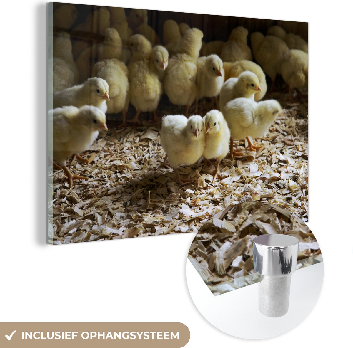 ® Glasschilderij 150x100 cm - Schilderij acrylglas - Veel baby kuikentjes in het zaagsel - Foto op glas - Muurdecoratie woonkamer - Wanddecoratie slaapkamer - Schilderijen