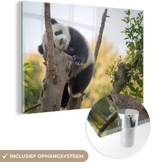 MuchoWow® Glasschilderij 30x20 cm - Schilderij acrylglas - Panda - Slapen - Dier - Foto op glas - Schilderijen