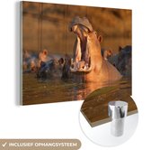 MuchoWow® Glasschilderij 120x80 cm - Schilderij acrylglas - Nijlpaarden - Water - Foto op glas - Schilderijen