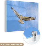MuchoWow® Glasschilderij - Visarend - Blauw - Lucht - 80x60 cm - Acrylglas Schilderijen - Foto op Glas