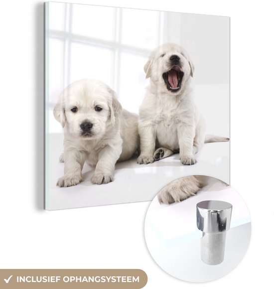 MuchoWow® Glasschilderij 50x50 cm - Schilderij acrylglas - Portret van Golden Retriever puppy's - Foto op glas - Schilderijen