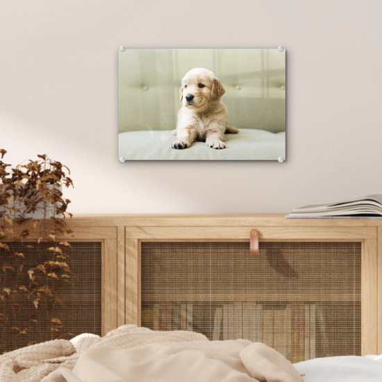 Chiot Golden Retriever allongé sur le canapé Plexiglas 30x20 cm - petit - Tirage photo sur Glas (décoration murale en plexiglas)