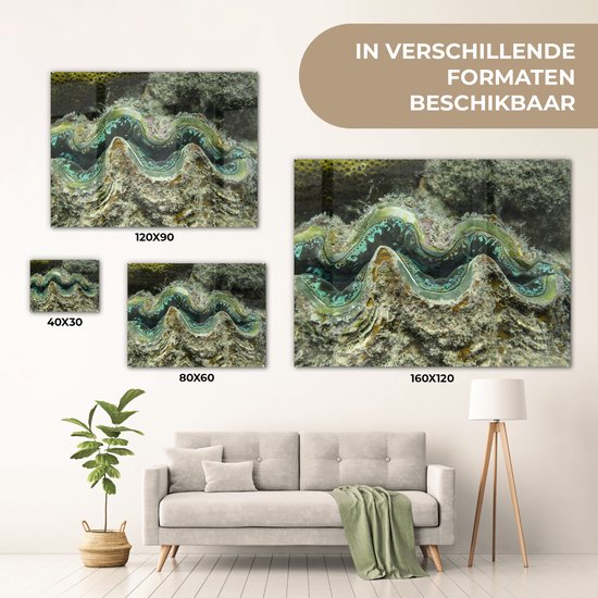 Gros plan d'une palourde de police colorée à Whitsunday Islands Plexiglass 40x30 cm - petit - Tirage photo sur Glas (décoration murale en plexiglas)