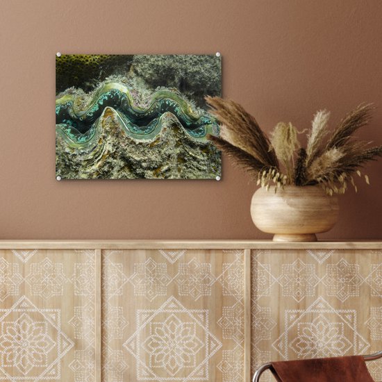 Gros plan d'une palourde de police colorée à Whitsunday Islands Plexiglass 40x30 cm - petit - Tirage photo sur Glas (décoration murale en plexiglas)