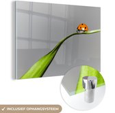 MuchoWow® Glasschilderij 30x20 cm - Schilderij acrylglas - Lente lieveheersbeestje op gras - Foto op glas - Schilderijen
