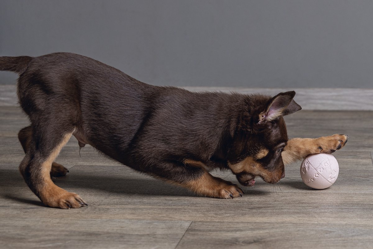 Beeztees Puppy Speelbal - Roze Trainingsspeeltje thumbnail 2