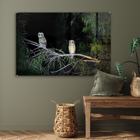 Deux chouettes fauves à rayures dans la nuit de la forêt tropicale Plexiglas 120x80 cm - Tirage photo sur verre (décoration murale en plexiglas)