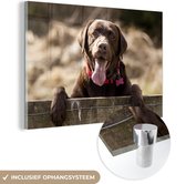 Labrador Retriever regardant par-dessus une clôture Plexiglas 30x20 cm - petit - Tirage photo sur Glas (décoration murale en plexiglas)