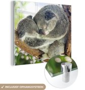 MuchoWow® Glasschilderij 50x50 cm - Schilderij acrylglas - Koala's - Knuffel - Dieren - Kinderen - Jongens - Meisjes - Foto op glas - Schilderijen