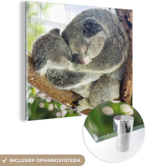 Glasschilderij - Koala's - Knuffel - Dieren - Plexiglas Schilderijen