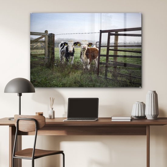 Deux jeunes vaches frisonnes derrière une clôture en fil de fer barbelé Plexiglas 120x80 cm - Tirage photo sur verre (décoration murale en plexiglas)