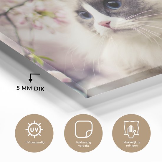 Affiche Toile Chat Ragdoll - Imprimé Floral Lilas - Décoration Murale