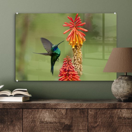 Colibri se nourrit d'une belle fleur en plexiglas 60x40 cm - Tirage photo sur Glas (décoration murale en plexiglas)