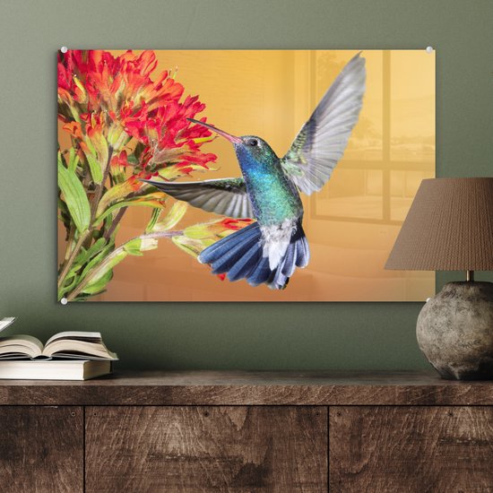 Colibri aux couleurs vives à côté d'une belle fleur rouge Plexiglas 60x40 cm - Tirage photo sur Glas (décoration murale en plexiglas)