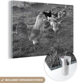MuchoWow® Glasschilderij 120x80 cm - Schilderij acrylglas - Haan tussen de kippen in het gras - zwart wit - Foto op glas - Schilderijen