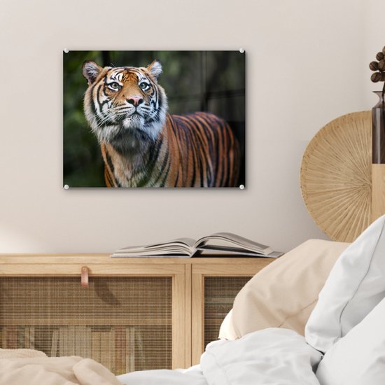 Portrait de tigre de Sumatra sur Glas 60x40 cm - Tirage photo sur Glas (décoration murale en plexiglas)