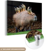 MuchoWow® Glasschilderij 120x90 cm - Schilderij acrylglas - Een Capibara met aapjes op zich - Foto op glas - Schilderijen