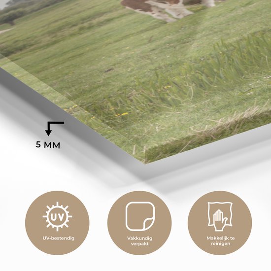 MuchoWow® Peinture sur verre - Vaches - Moulin - Nederland - 60x120 cm - Peintures sur verre acrylique - Photo sur Glas