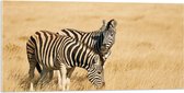 Acrylglas - Zebra Duo door Droog Gras Landschap - 100x50 cm Foto op Acrylglas (Met Ophangsysteem)