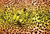 Fotobehang Leopard | XXXL - 416cm x 254cm | 130g/m2 Vlies