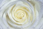 Fotobehang Rose Flower White | PANORAMIC - 250cm x 104cm | 130g/m2 Vlies